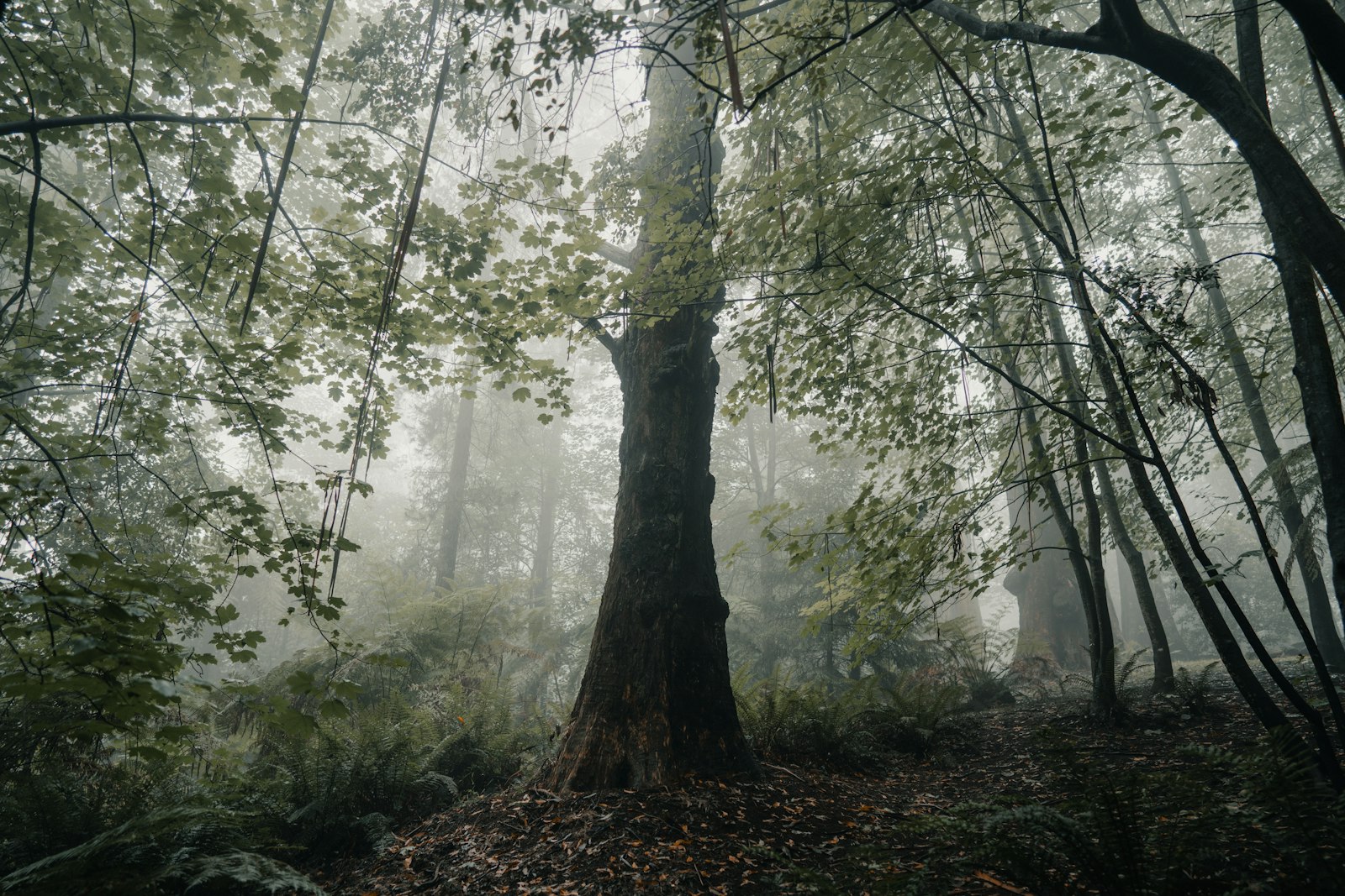 Sony a7R III + Sony FE 24mm F1.4 GM sample photo. Tall green-leafed tree photography