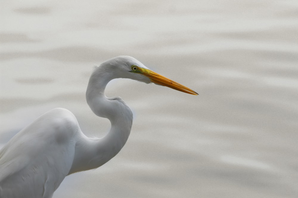 white crane