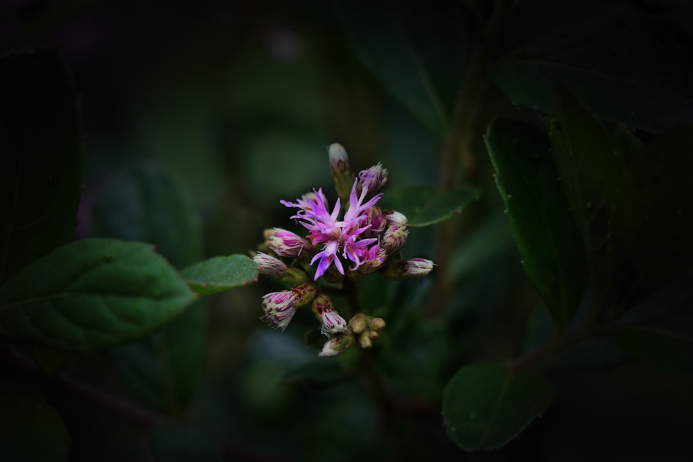 purple flower