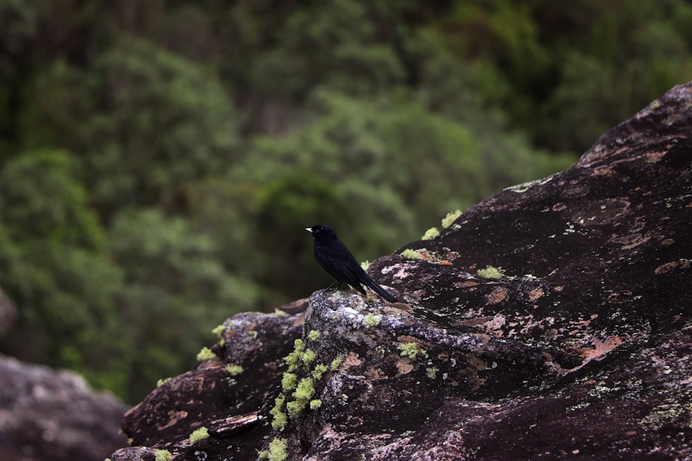 bird on stone