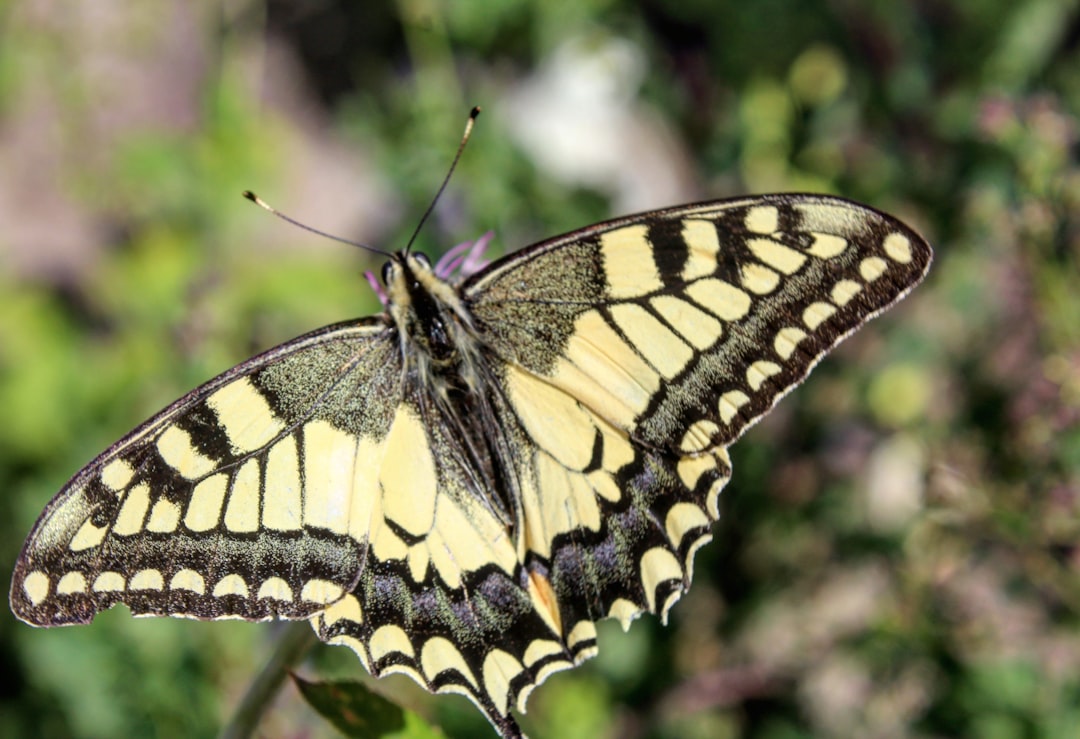 black and beige butterfly