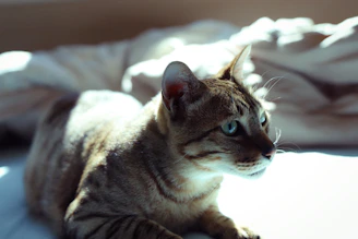 A serene ragdoll cat lounging gracefully on a sunlit windowsill, highlighting its striking blue eyes and soft fur.