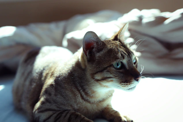 A serene ragdoll cat lounging gracefully on a sunlit windowsill, highlighting its striking blue eyes and soft fur.