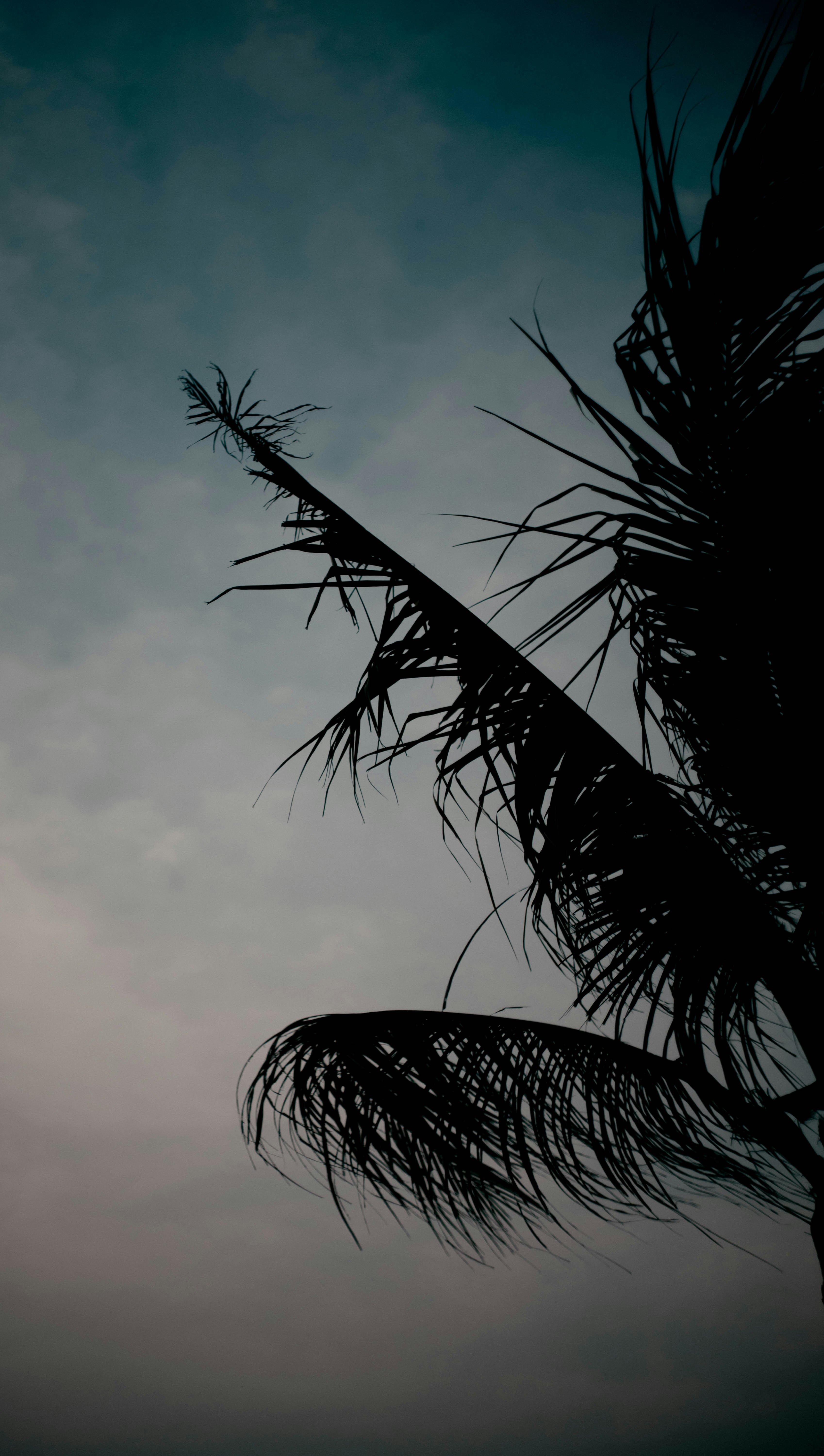 palm tree under cloudy sky during daytime