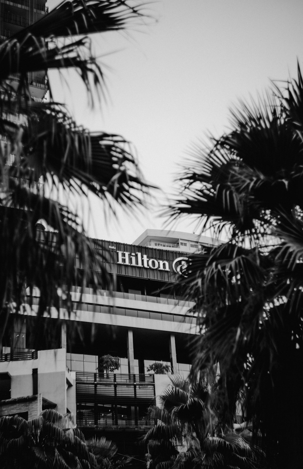 trees near Hilton building during day