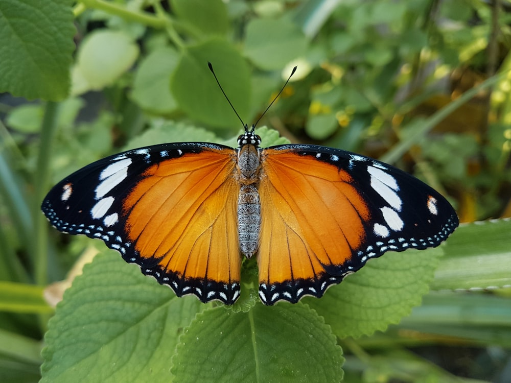 black, white, and brown butterfly perched on green leaf