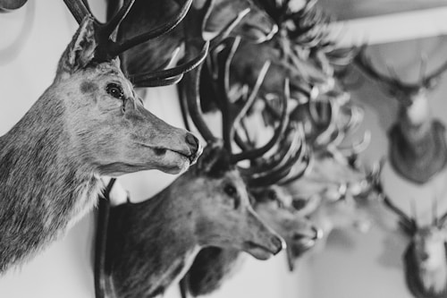 Multiple deer heads mounted on a wall, captured in a line with a focus on their antlers. The image is in black and white, highlighting the textures and details of the fur and antlers.