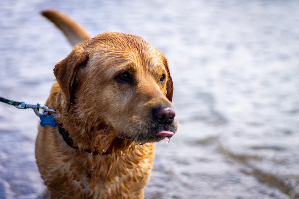 wet dog tied to a leash