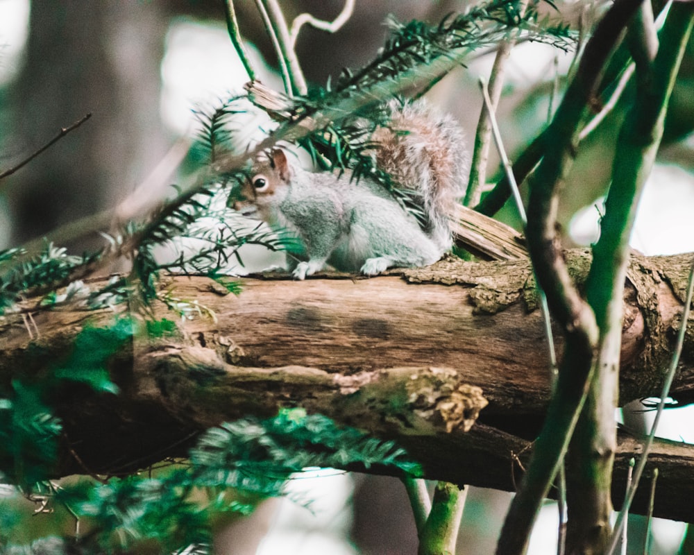 white squirrel on wood