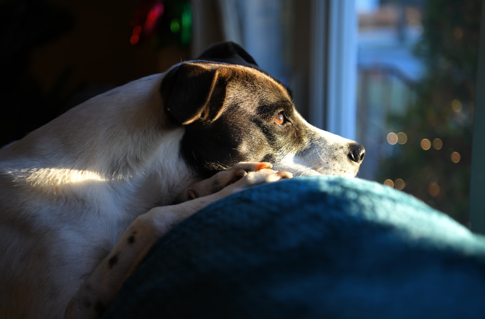 dog lying on teal textile