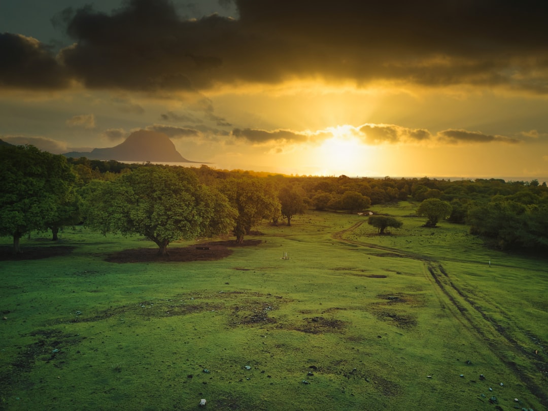 trees on grass field during golden hour