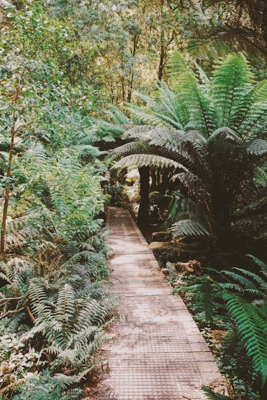 concrete road near leafed plants in Great Otway National Park Australia