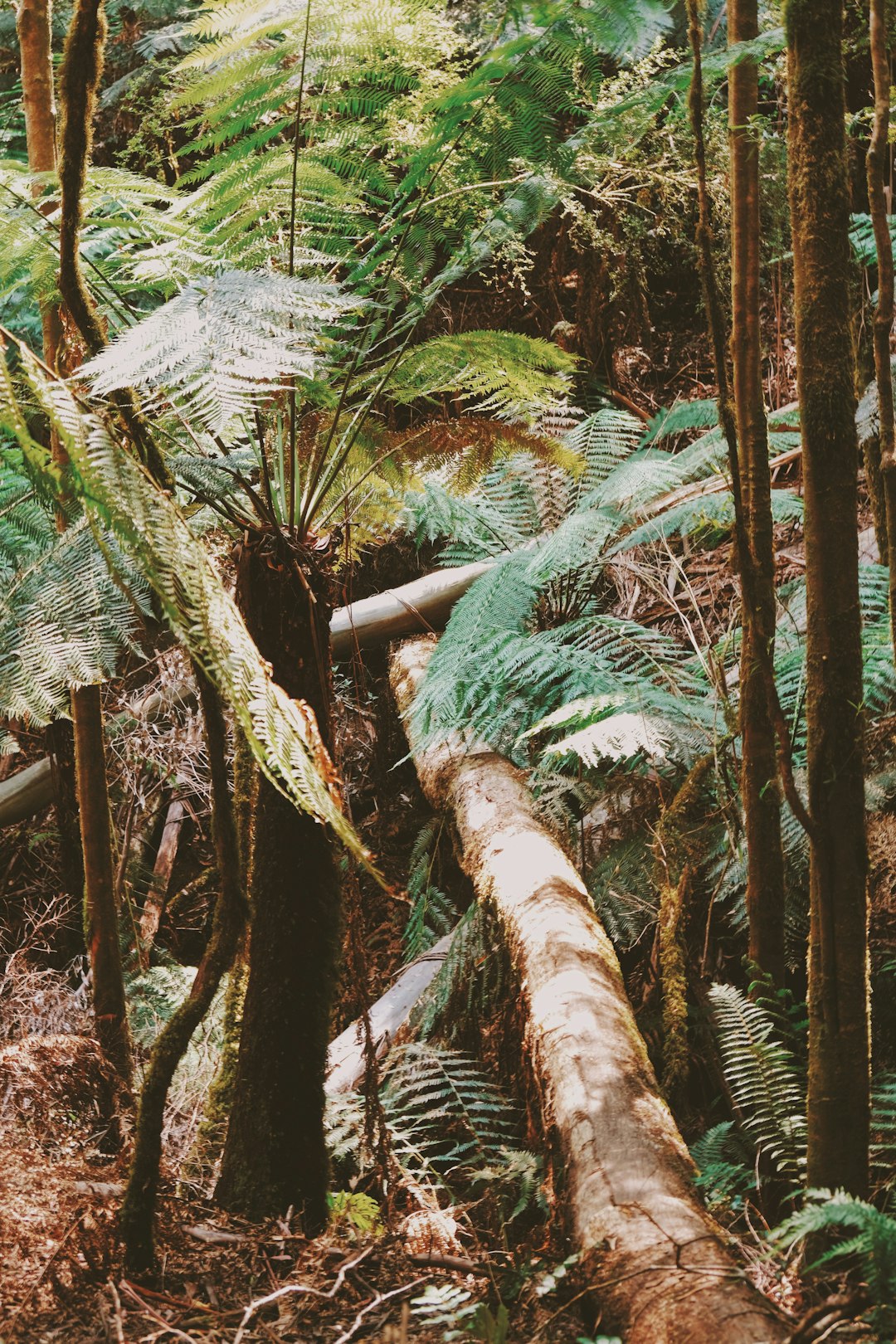 Travel Tips and Stories of Great Otway National Park in Australia