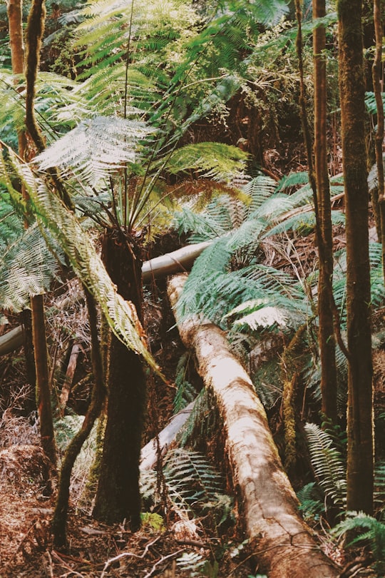 fallen tree in Great Otway National Park Australia