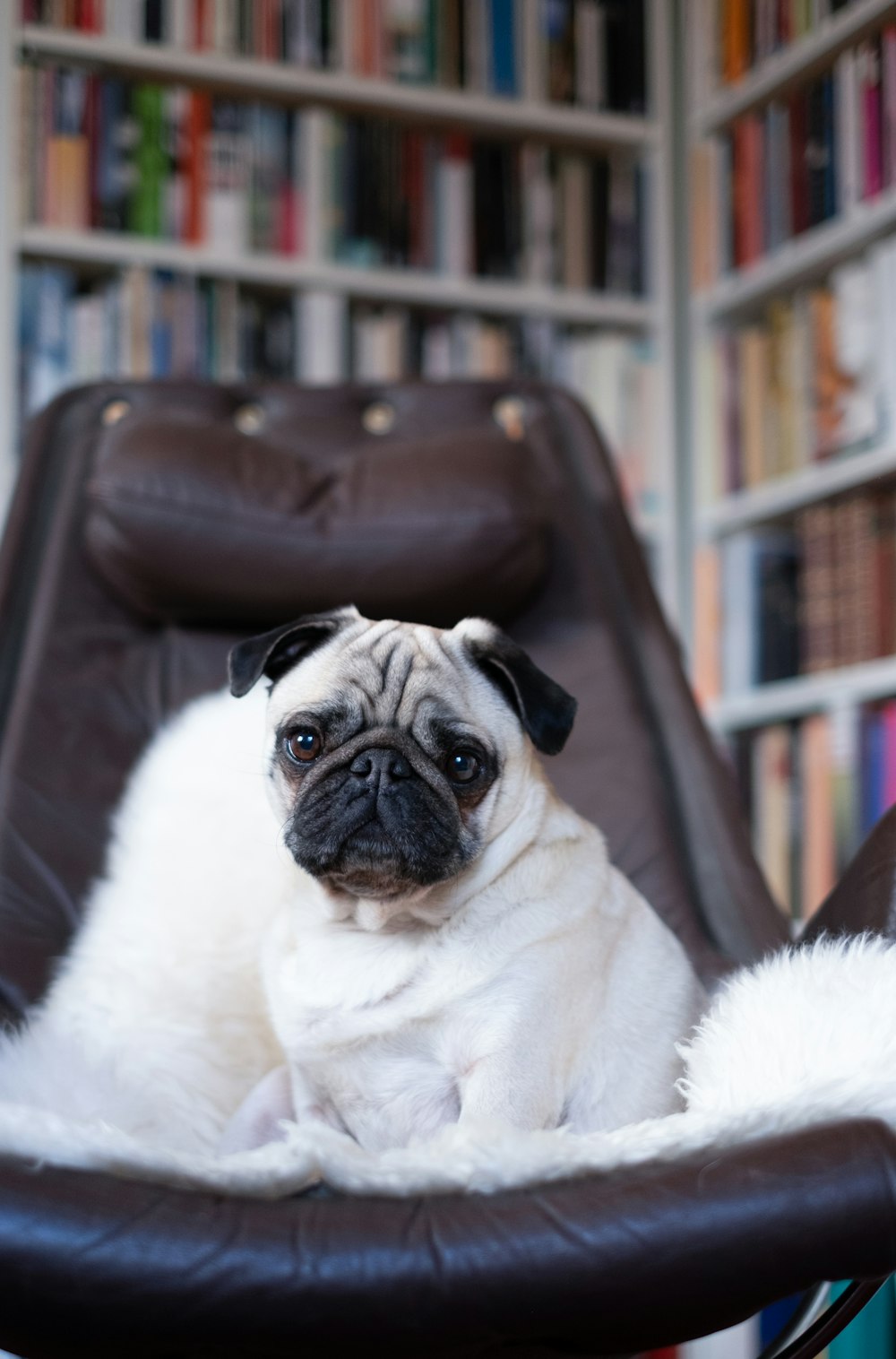 a pug dog sitting in a leather chair in a library