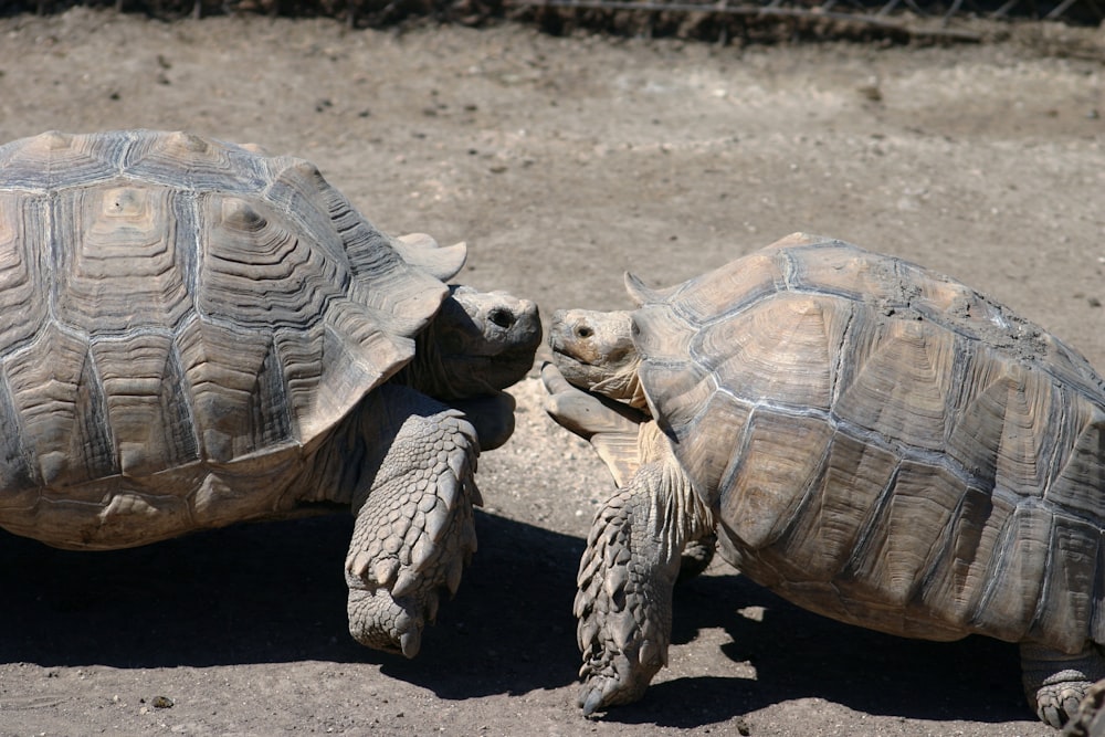 two gray-and-brown turtles