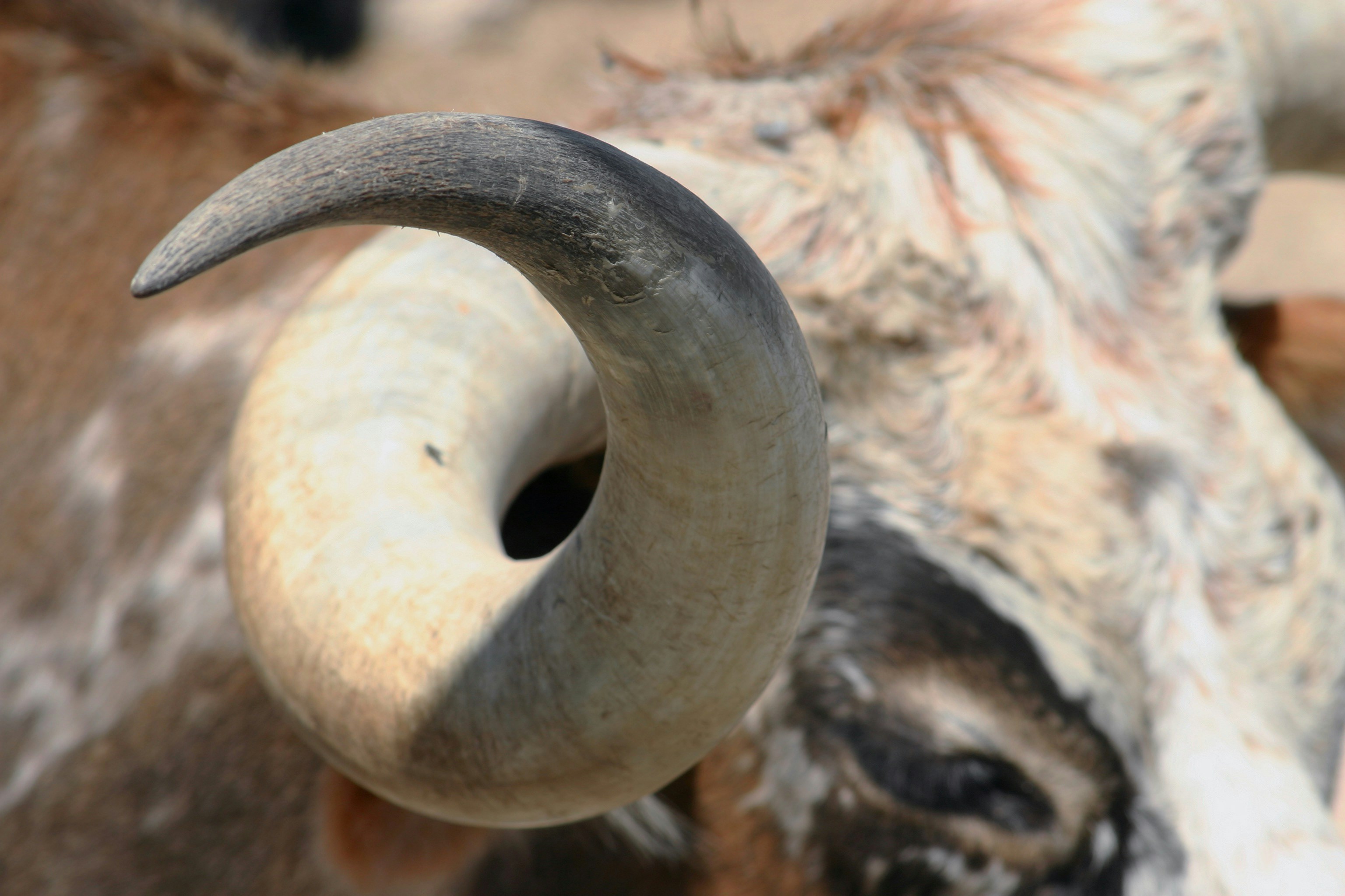 Free Animal Image On Unsplash