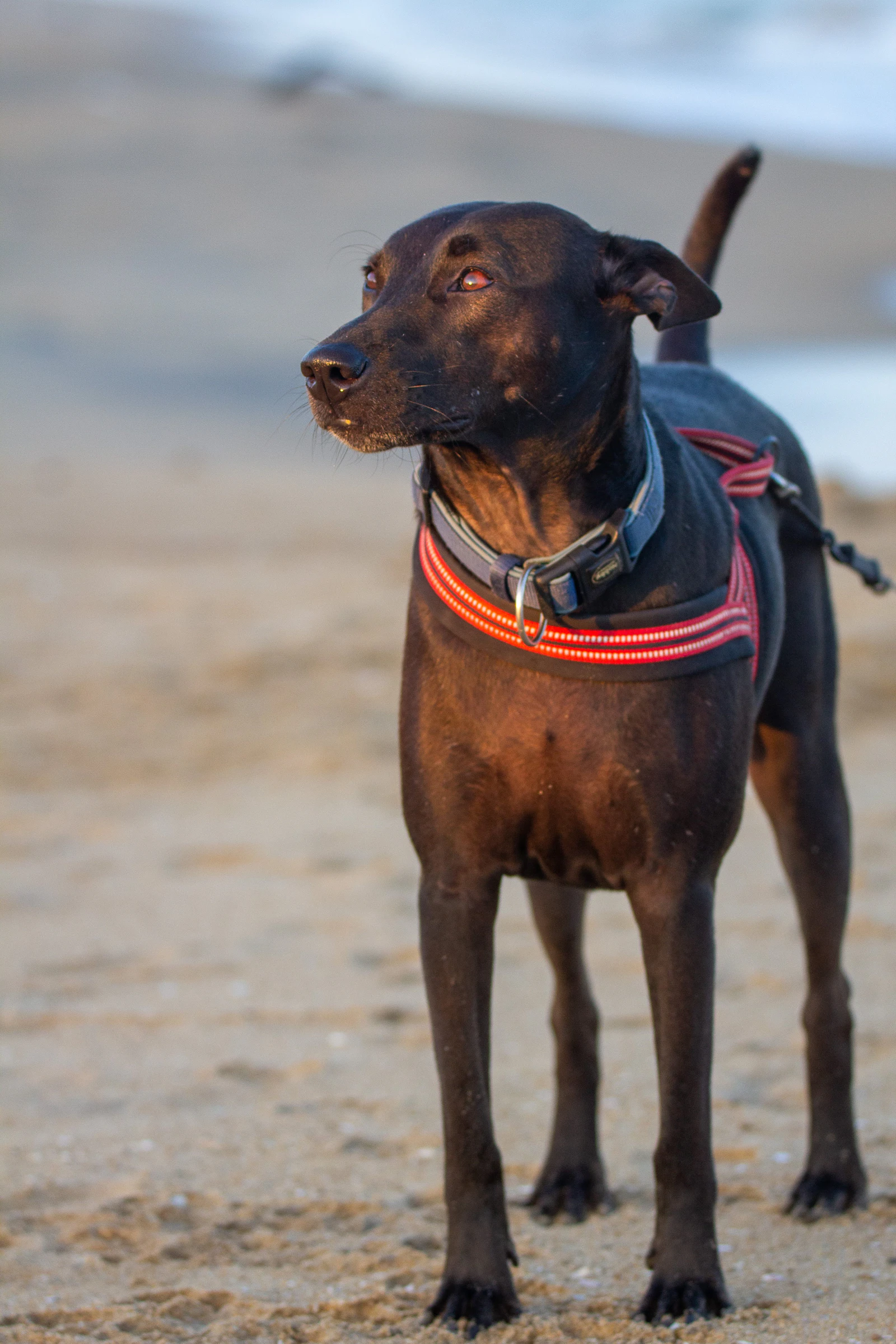 Dog wearing a collar and harness with leash while standing on a beach