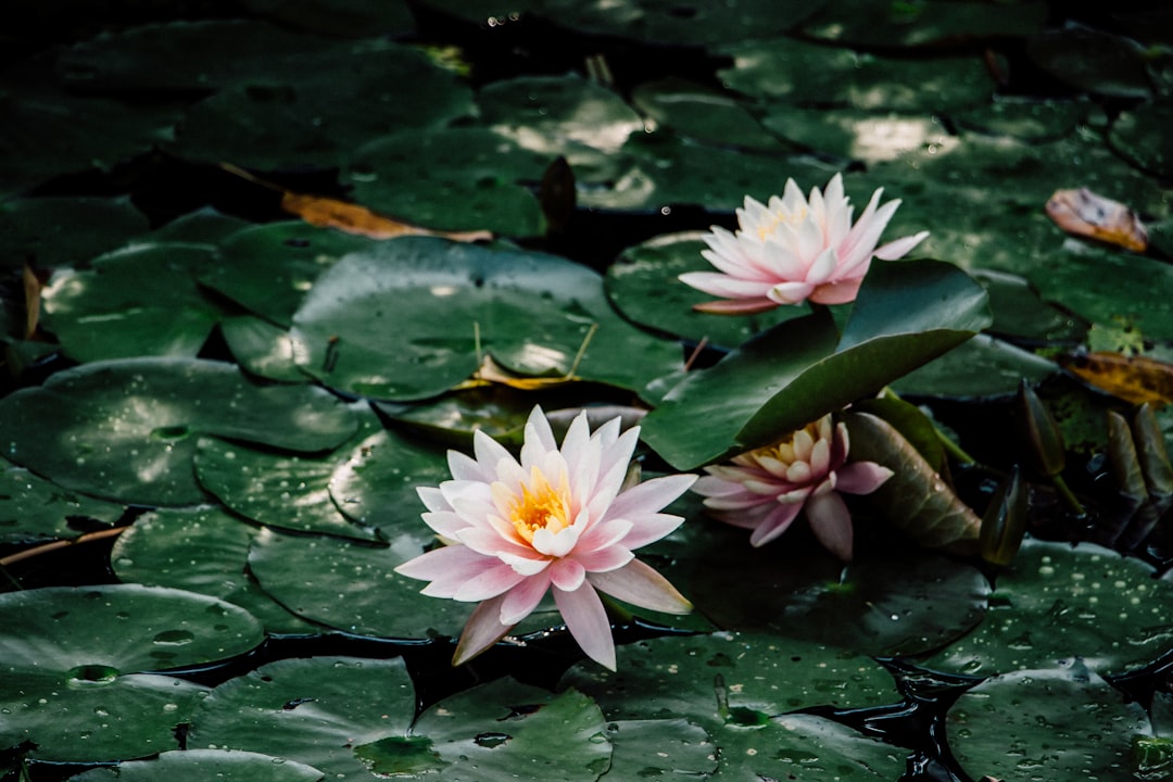 pink lotus flowers on body of water