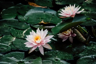 A serene view of Kusum Sarovar near Govardhan with soft morning light and gentle flower petals floating.