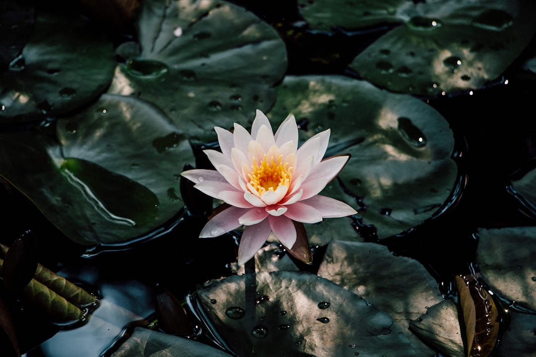 macro photography of pink lotus flower on body of water