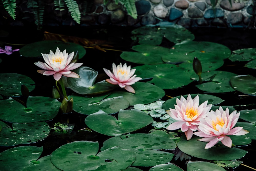 pink lotus flowers on body of water