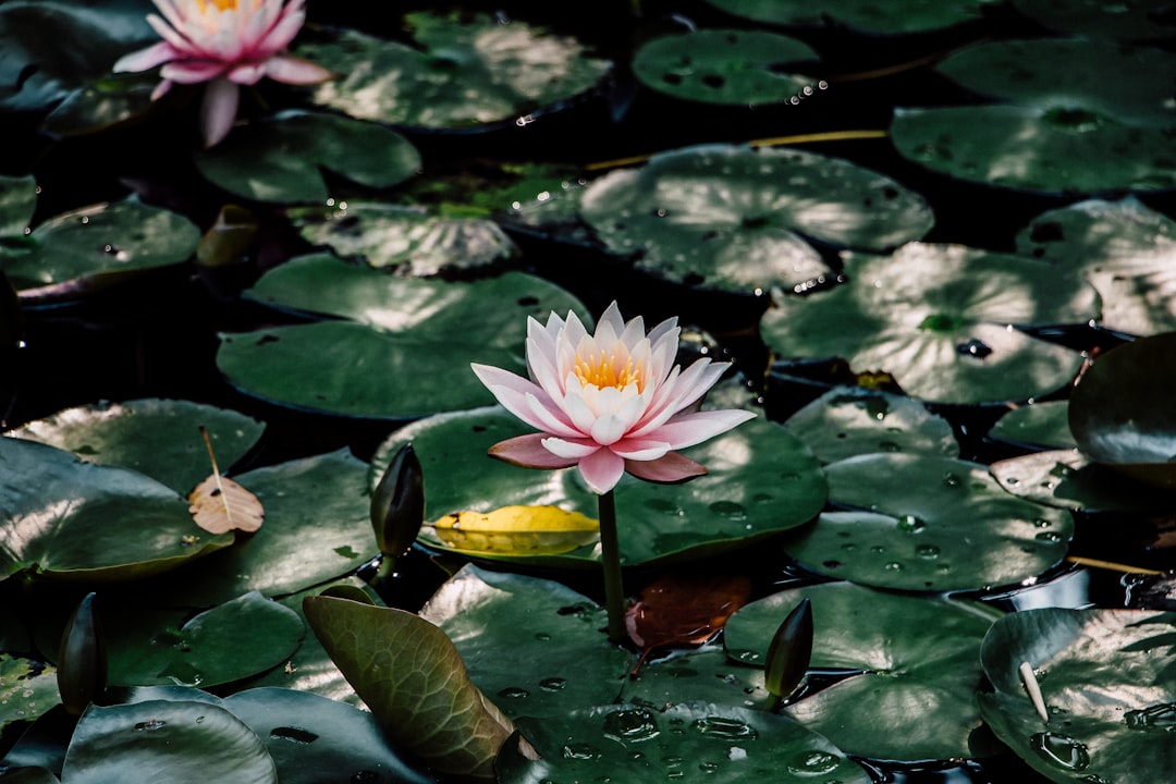 flowers and water lilies floating on body of water