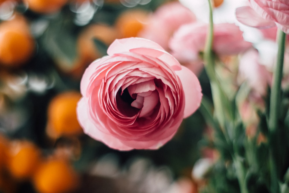 Flores de rosas rosadas