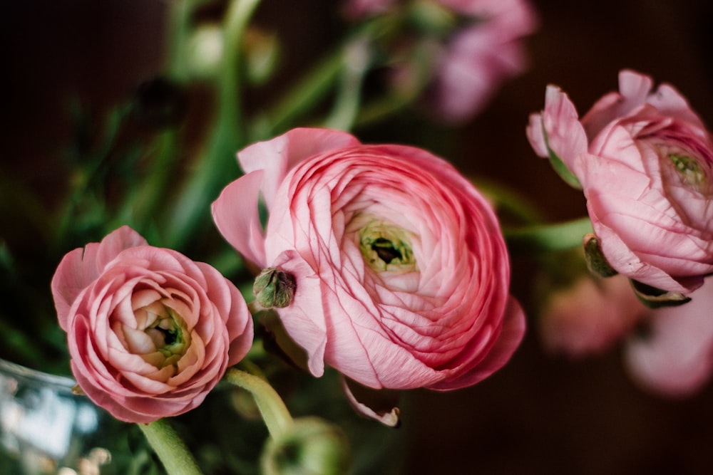 pink and white rose flower