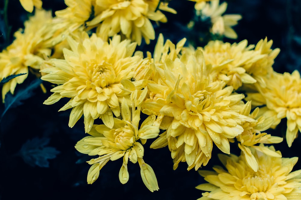 yellow flowers