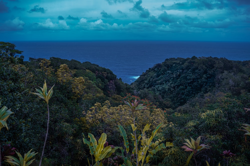 forest island during day