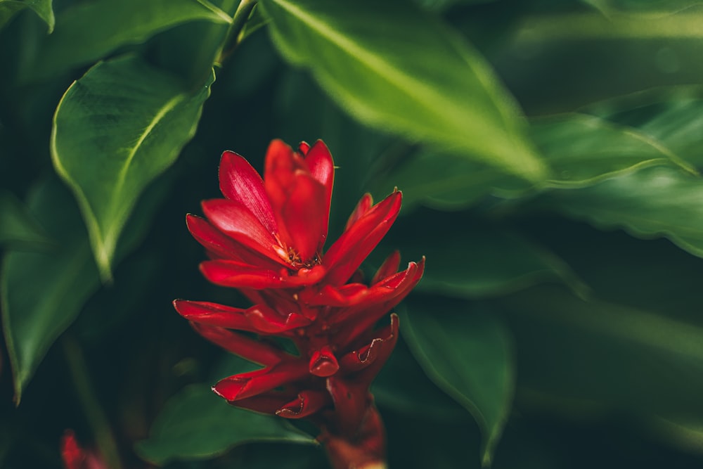 macro photography of red petaled flower