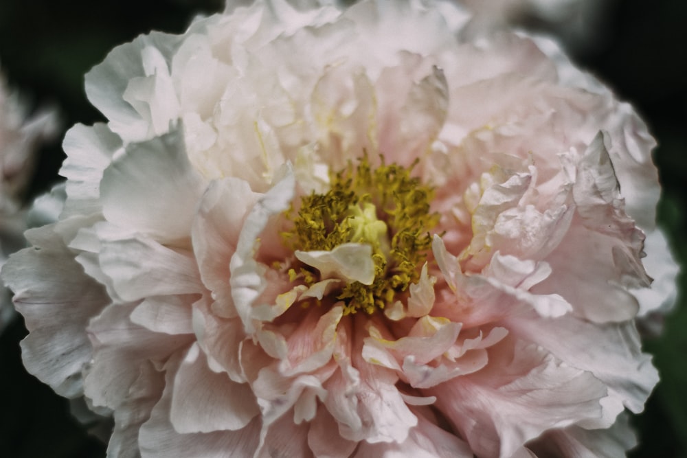 pink petaled flower photograph