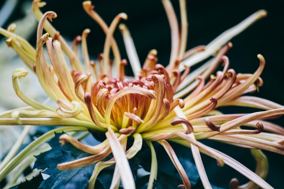 yellow and red petaled flower