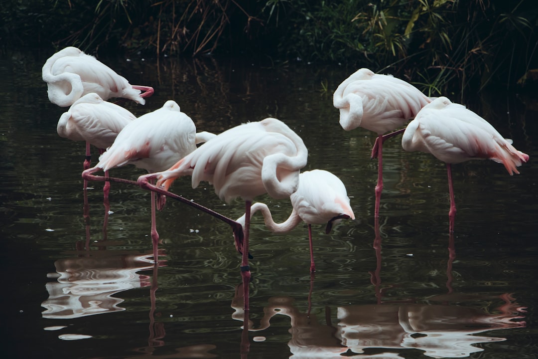 flamingo on the body of water