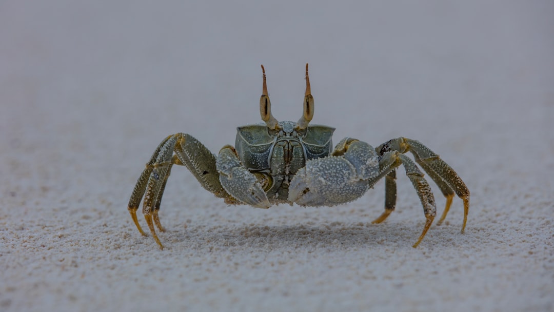 crab