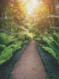A serene forest path lined with ferns and dappled sunlight inviting a quiet walk.
