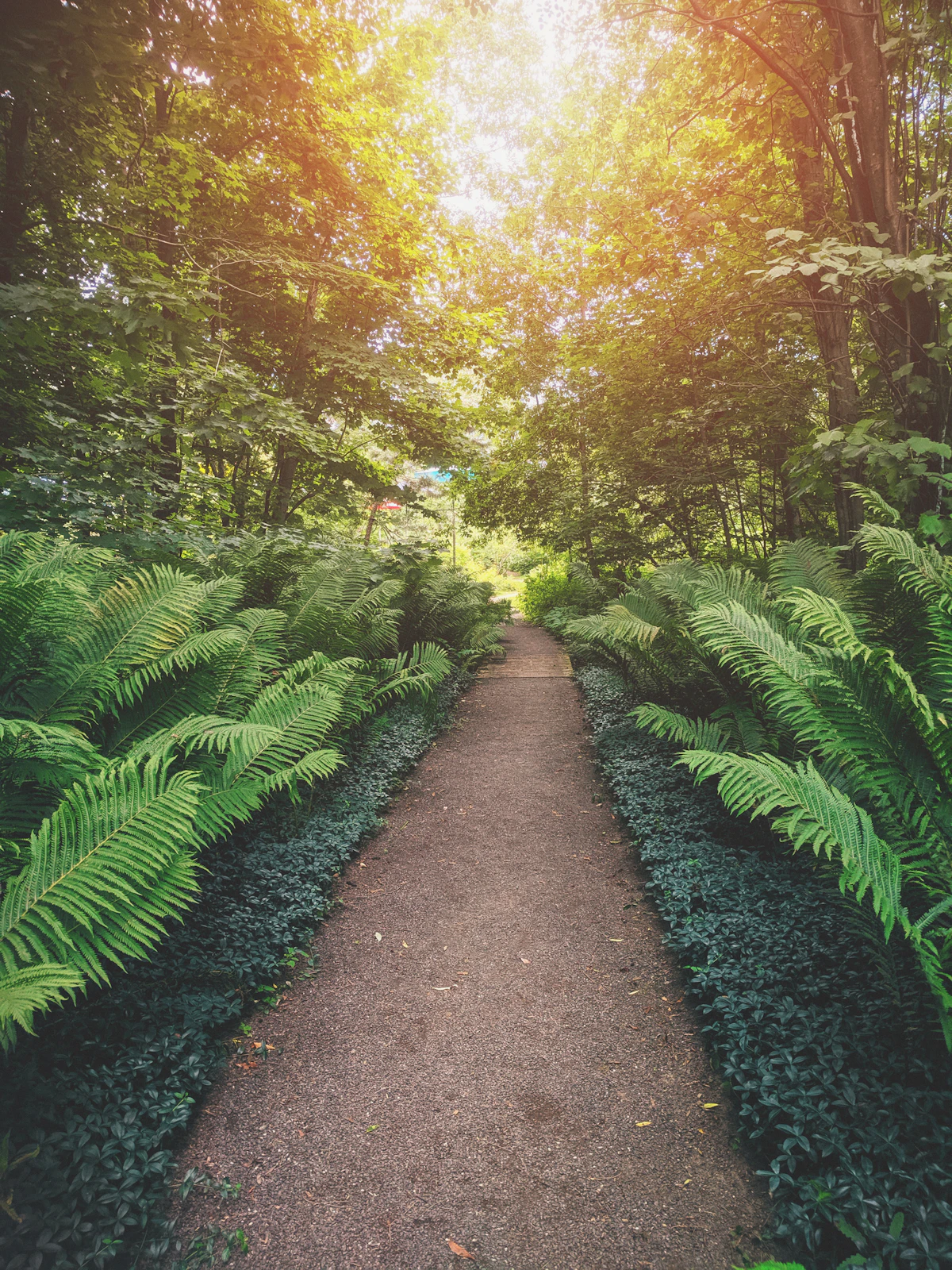 A quiet sunlit garden path surrounded by greenery