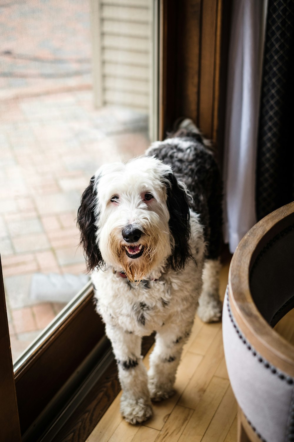 medium-coated white and black dog