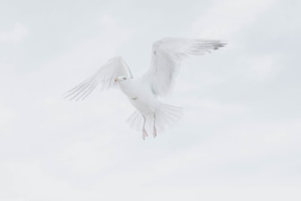 white bird in mid air