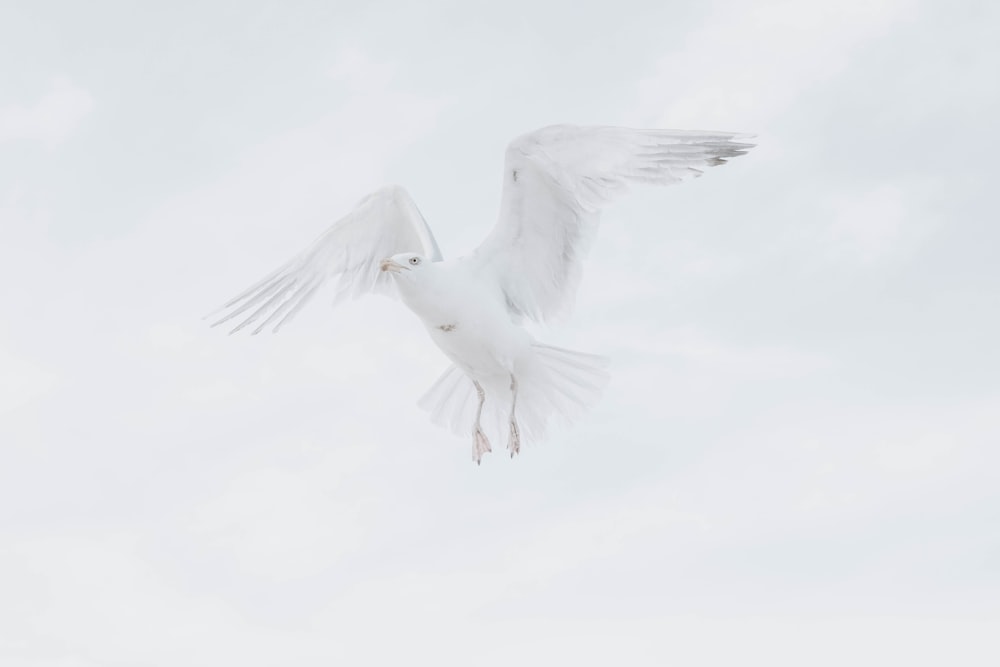 Weißer Vogel in der Luft