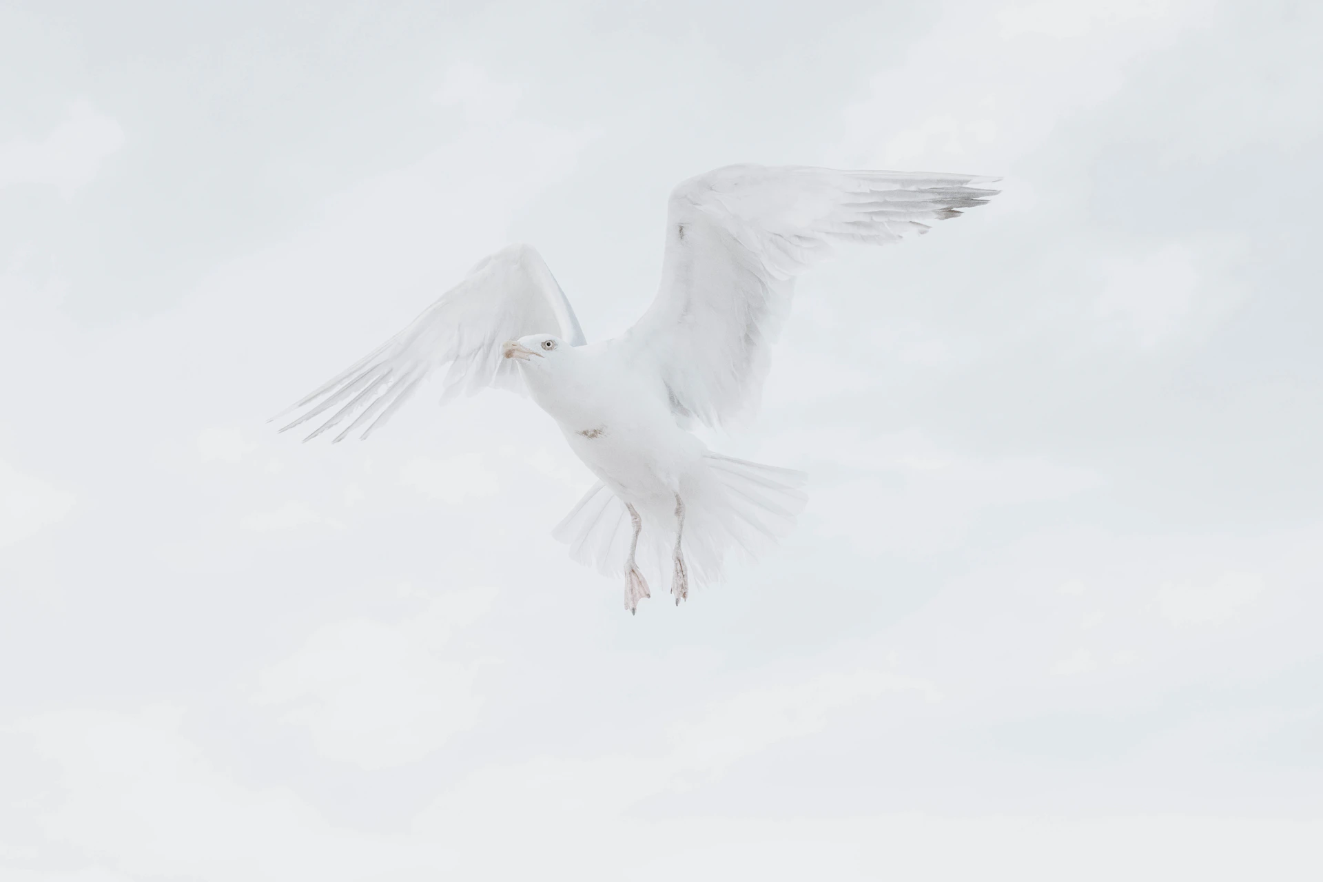 white bird in mid air