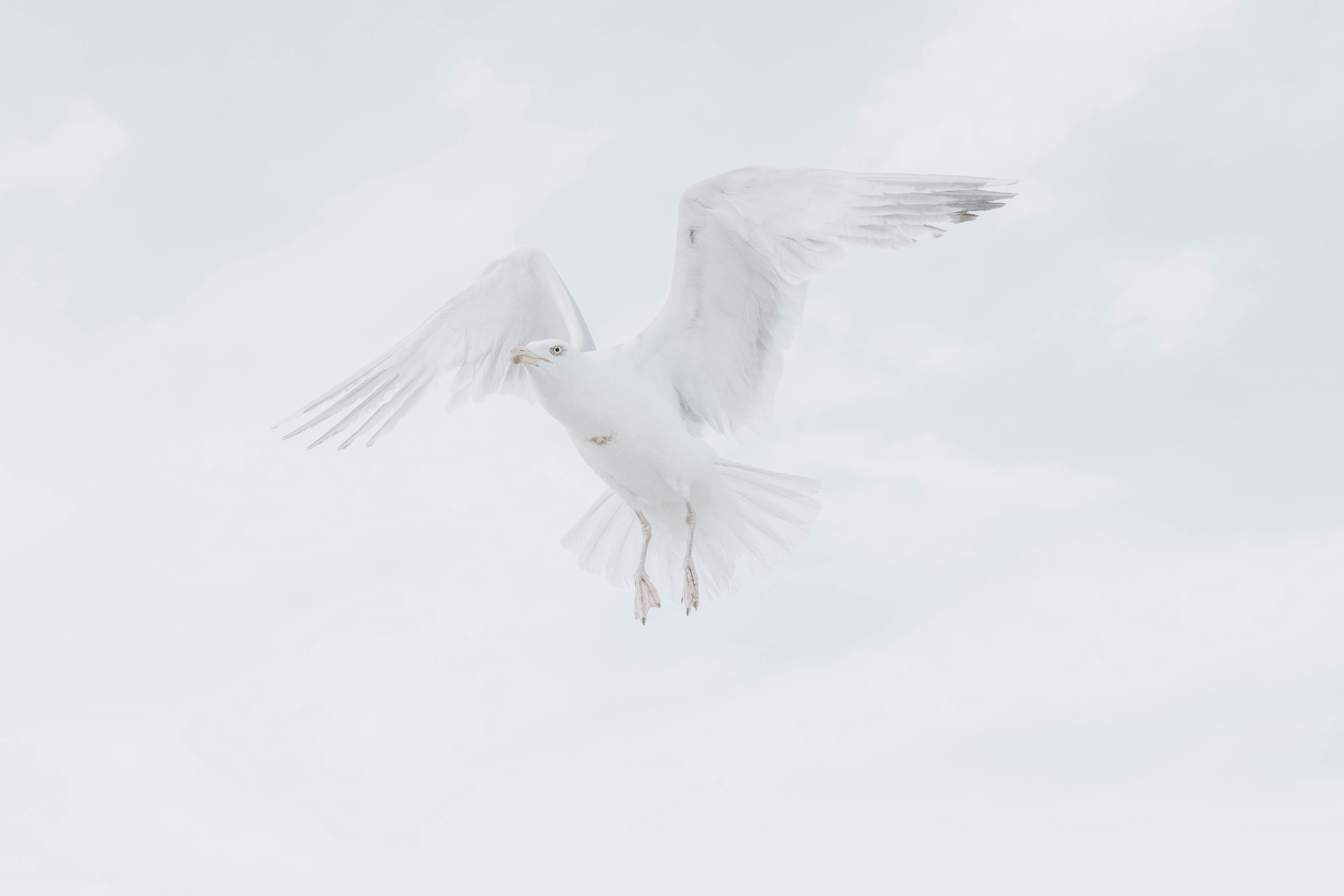 white bird in mid air