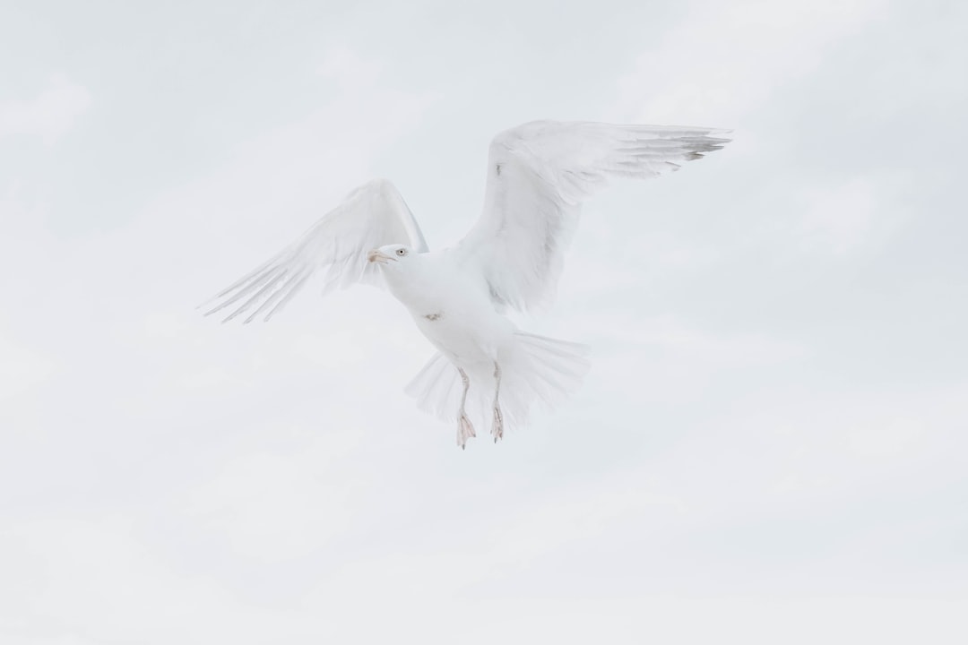 Wildlife photo spot IJmuiden Maasvlakte Rotterdam