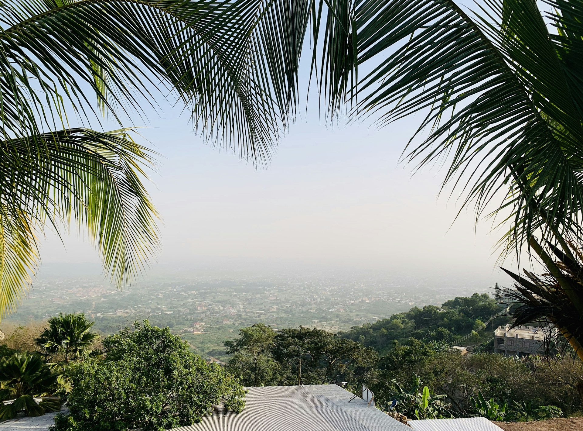 palm trees on hill