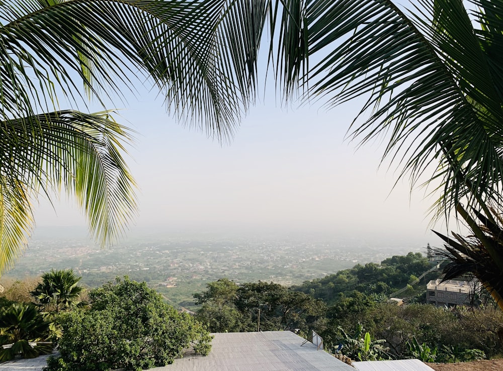 palm trees on hill