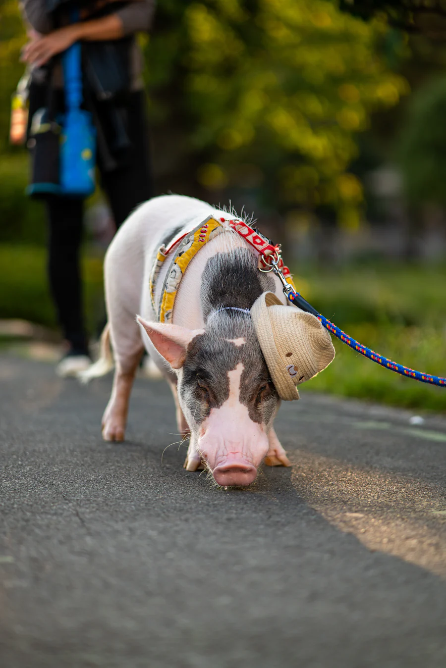 Mini pig standing on grass