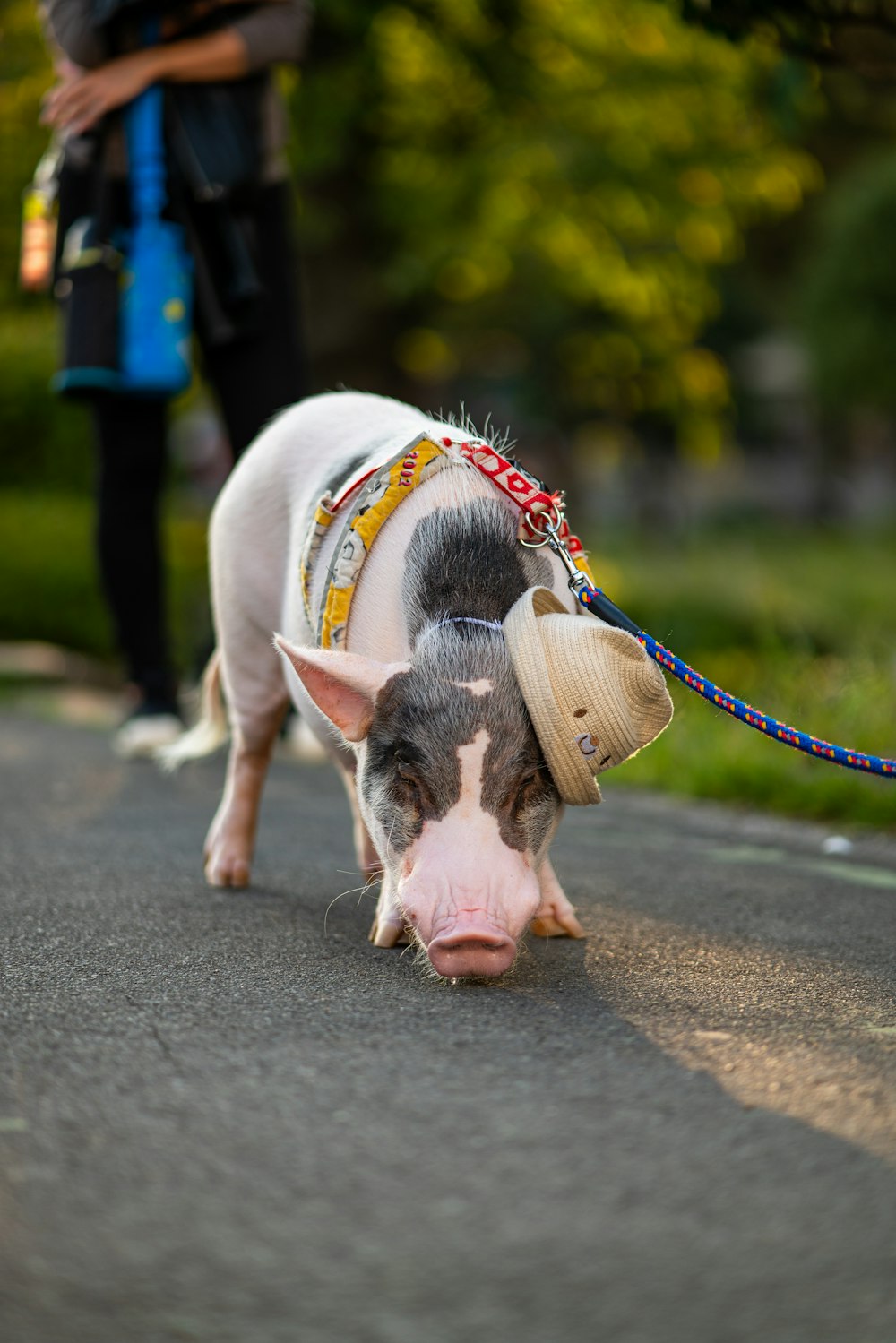 selective focus photography of white and black piglet