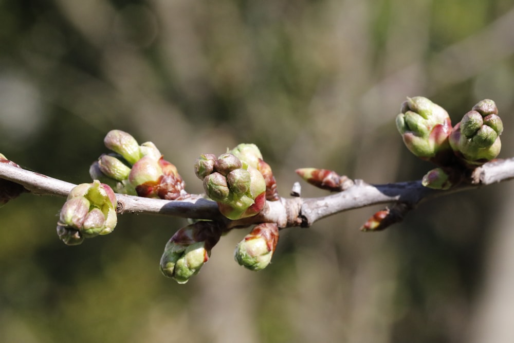 Les bourgeons d’un arbre commencent à s’ouvrir