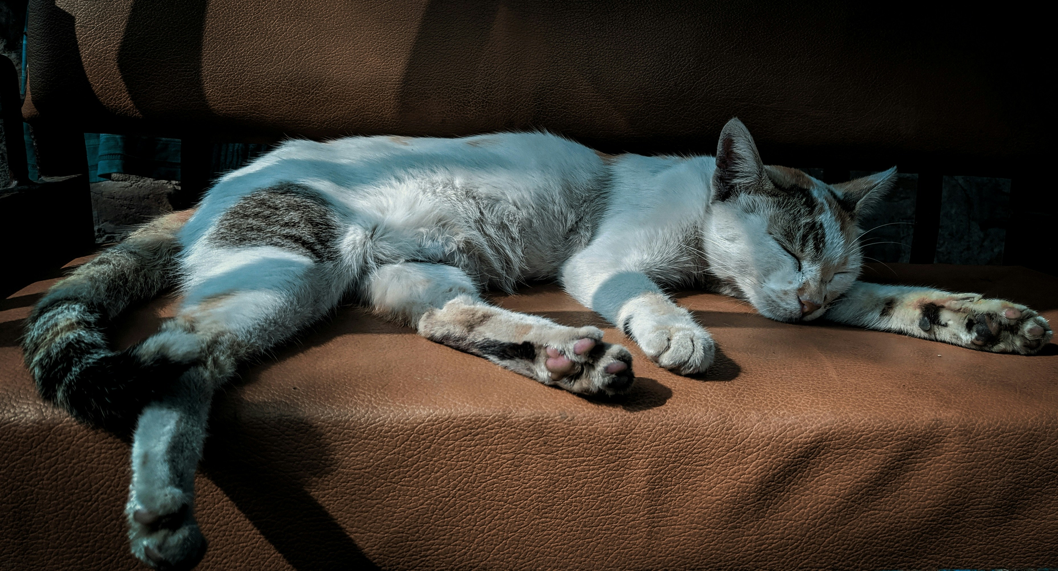 short-fur white and gray cat sleeping
